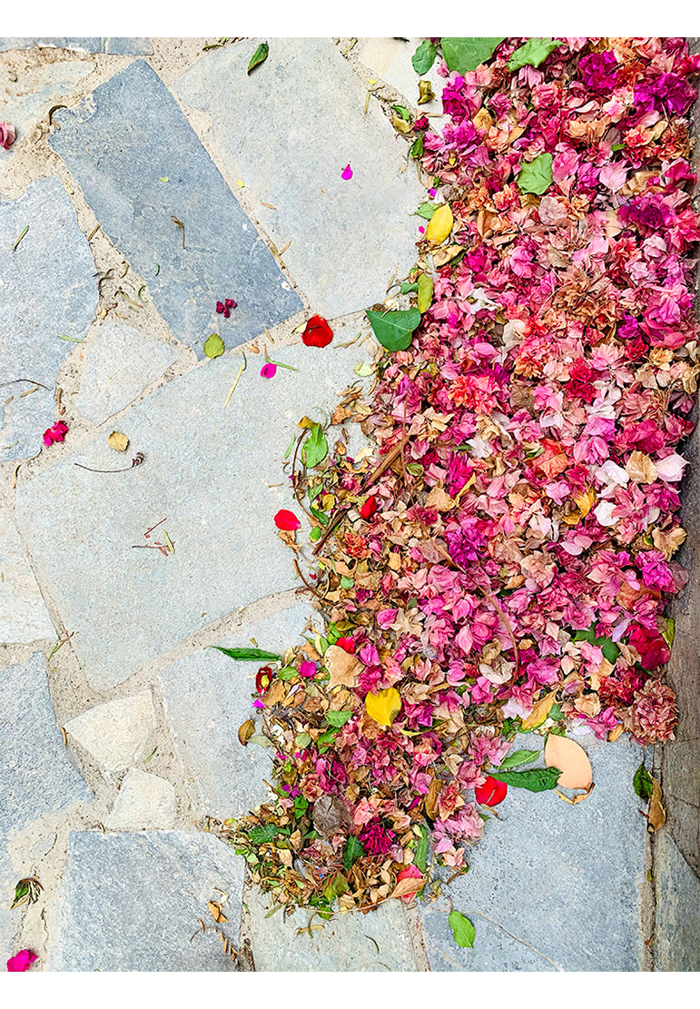 Bougainvillea